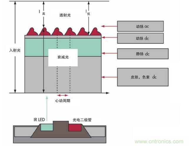 可以用發(fā)光二極管 （LED） 來(lái)照亮皮膚，然后測(cè)量反射到一個(gè)光電二極管的光量來(lái)監(jiān)測(cè)每個(gè)心動(dòng)周期